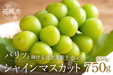 【 2026年 先行予約 】 シャインマスカット 650～750g 石田ぶどう園 1房 種なし ぶどう ブドウ 国産 果物 くだもの 大粒 葡萄 種無し フルーツ 9月 10月 発送 秋 旬 品種 茨城県産 産地直送 産直 農家直送 冷蔵 茨城県 石岡市 (A02-006)