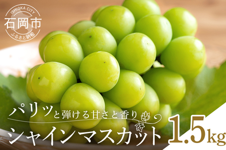 【 2026年 先行予約 】 シャインマスカット1.5kg 石田ぶどう園 2房 ～ 4房 種なし ぶどう ブドウ 国産 果物 くだもの 大粒 葡萄 種無し フルーツ 1.5キロ 9月 10月 発送 秋 旬 品種 茨城県産 産地直送 産直 農家直送 冷蔵 茨城県 石岡市 (A02-010)