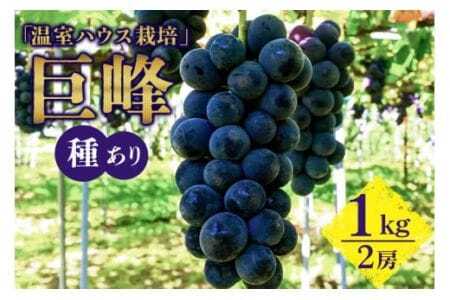 【 2026年 先行予約 】 「温室ハウス栽培」 巨峰 1kg（ 種あり ） 久家ぶどう園 2房 ぶどう ブドウ 有機 肥料 ハウス 栽培 国産 果物 くだもの 葡萄 フルーツ 1キロ 7月 発送 夏 旬 品種 茨城県産 産地直送 産直 農家直送 冷蔵 茨城県 石岡市 (A04-001)