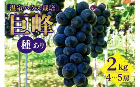 【 2026年 先行予約 】 「温室ハウス栽培」 巨峰 2kg ( 種あり ) 久家ぶどう園 4房 ～ 5房 ぶどう ブドウ 有機 肥料 ハウス 栽培 国産 果物 くだもの 葡萄 フルーツ 2キロ 7月 発送 夏 旬 品種 茨城県産 産地直送 産直 農家直送 冷蔵 茨城県 石岡市 (A04-002)