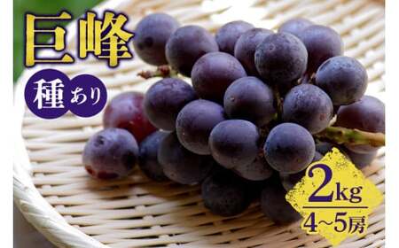 【 2026年 先行予約 】 巨峰 2kg （ 種あり ） 久家ぶどう園 4房 ～ 5房 ぶどう ブドウ 有機 肥料 ハウス 栽培 国産 果物 くだもの 葡萄 フルーツ 2キロ 8月 発送 夏 旬 品種 茨城県産 産地直送 産直 農家直送 冷蔵 茨城県 石岡市 (A04-003)