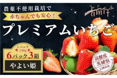 農薬を使わず育てた安心安全 イチゴ やよいひめ 6パック いちご 苺 ナノバブル水素水使用 農薬不使用 希少 国産 果物 フルーツ くだもの 冬 旬 産地直送 農家直送 産直 甘い デザート スイーツ 家庭用 贈答 贈答用 茨城 茨城県 石岡市 (A14-007)