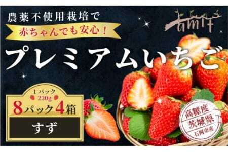 農薬を使わず育てた安心安全 イチゴ すず 8パック いちご 苺 ナノバブル水素水使用 農薬不使用 希少 国産 果物 フルーツ くだもの 冬 旬 産地直送 農家直送 産直 甘い デザート スイーツ 家庭用 贈答 贈答用 茨城 茨城県 石岡市 (A14-008)