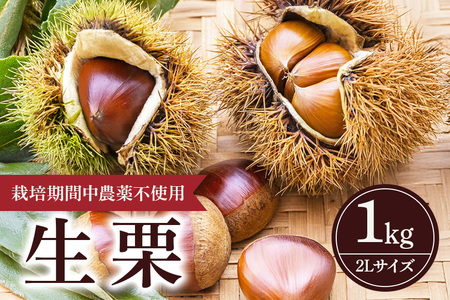 【 2026年 先行予約 】 生栗 1kg 果じゅまる園 栗 くり クリ 2L サイズ 1キロ 農薬不使用 殺虫剤不使用 国産 和栗 甘栗 果物 フルーツ くだもの 秋 旬 9月 10月 発送 産地直送 農家直送 産直 栗きんとん 栗ごはん 甘い 栗ご飯 栗おこわ 茨城県 石岡市 (A18-001)
