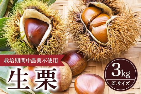 【 2026年 先行予約 】 生栗 3kg 果じゅまる園 栗 くり クリ 2L サイズ 3キロ 農薬不使用 殺虫剤不使用 国産 和栗 甘栗 果物 フルーツ くだもの 秋 旬 9月 10月 発送 産地直送 農家直送 産直 栗きんとん 栗ごはん 甘い 栗ご飯 栗おこわ 茨城県 石岡市 (A18-003)