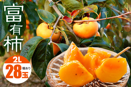 【 2026年 先行予約 】 富有柿 2L 28玉 (14玉×2段箱) 坂川果樹園 柿 甘い柿 かき 富有カキ 甘い 果物 フルーツ くだもの カキ 富有かき 秋 旬 甘柿 糖度 贈答用 贈答品 ギフト 贈り物 品種 ブランド 11月 12月 発送 産地直送 農家直送 産直 茨城県 石岡市 (A20-002)
