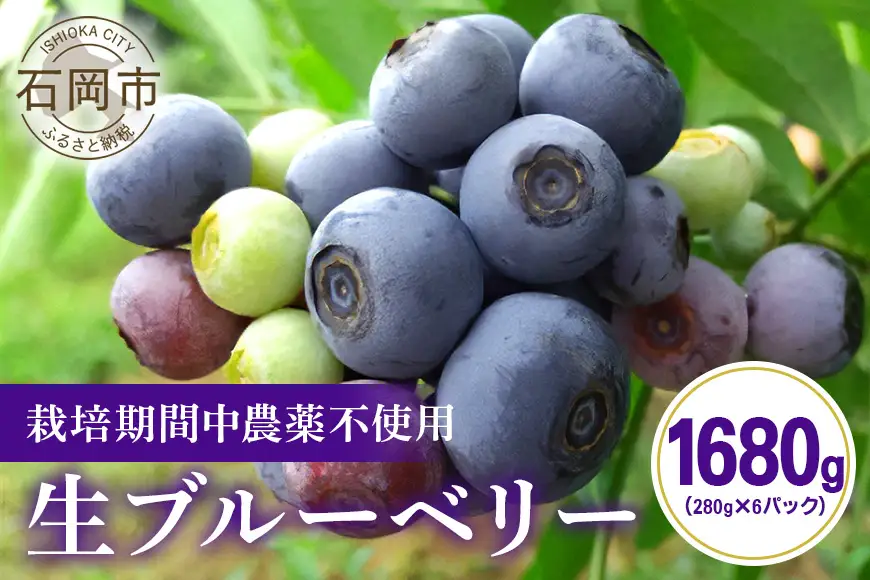 ブルーベリー 1680g ( 280g 6パック ) 生 手摘み 新鮮 完熟 冷蔵 農薬 栽培期間中 不使用 果物 フルーツ 国産 産地直送 農家直送 産直 夏 7月 8月 発送 くだもの アントシアニン 茨城 茨城県 石岡市 (F09-001)