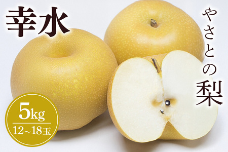 【 2026年 先行予約 】 筑波山麓やさとの梨 ( 幸水 ) 5kg ( 12玉 ～ 18玉 ) 梨 なし ナシ 果物 フルーツ 品種 幸水梨 2L L サイズ 5キロ 産地直送 農家直送 産直 国産 くだもの 甘い 酸味 ギフト 贈答用 家庭用 茨城県産 茨城県 石岡市 (A25-001)