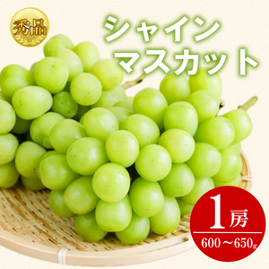 【2026年9月上旬より順次発送】 【秀品】シャインマスカット1房 ﾏｽｶｯﾄ ﾌﾞﾄﾞｳ