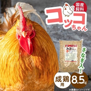 コッコちゃん 成鶏用 さなぎ入 8.5kg_コッコちゃん 成鶏用 飼料 さなぎ入 8.5kg 成鶏 健康維持 さなぎ 配合 産卵 サポート 卵 カルシウム 豊富 国産 原料 タンパク質 ビタミン ミネラル アミノ酸 自然 農作物 キンケイ チャボ 烏骨鶏 鶏 福岡県 久留米市 送料無料 〔Pf081〕