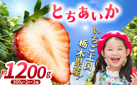 【先行予約】【期間限定】那珂川町産とちあいか 2月発送分 300g×2×2 |いちご とちあいか ジューシー フルーティー 大きい 新鮮 甘い 美味しい 果物 共通返礼品 フルーツ デザート 栃木県 那珂川町 送料無料