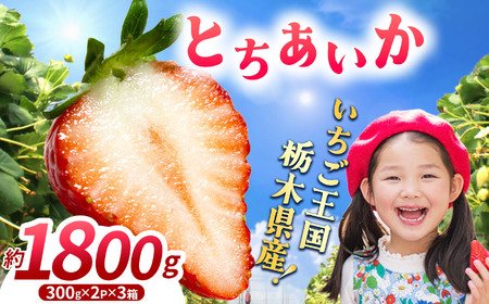 【先行予約】【期間限定】那珂川町産とちあいか 1月発送分 約300g×2×3 | いちご とちあいか ジューシー フルーティー 大きい 新鮮 甘い 美味しい 果物 共通返礼品 フルーツ デザート 栃木県 那珂川町 送料無料