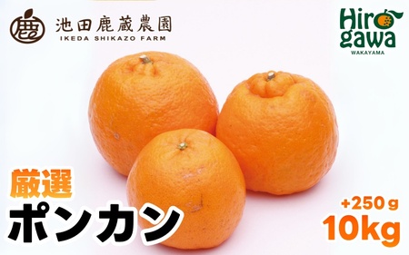  厳選 ポンカン 10kg+250g（痛み補償分） 光センサー 食頃出荷 / 有田 みかん 柑橘 蜜柑 くだもの 果物 果実 フルーツ 和歌山 ※1月中旬～2月下旬頃に順次発送予定 ※北海道・沖縄・離島への配送不可 【ikd008-p-10】