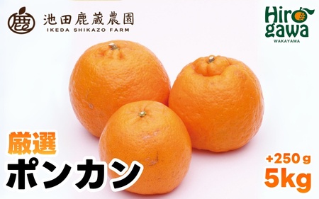  厳選 ポンカン 5kg+250g（痛み補償分） 光センサー 食頃出荷 / 有田 みかん 柑橘 蜜柑 くだもの 果物 果実 フルーツ 和歌山 ※1月中旬～2月下旬頃に順次発送予定 ※北海道・沖縄・離島への配送不可 【ikd008-p-5A】
