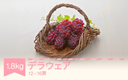 【先行予約】デラウェア 約1.8kg 令和8年産 2026年産 果物 葡萄 ぶどう mm-budwx1800 ※沖縄・離島への配送不可