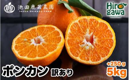  家庭用 ポンカン 5kg+250g（痛み補償分） 光センサー 食頃出荷 / 訳あり 有田 みかん 柑橘 蜜柑 くだもの 果物 果実 フルーツ 和歌山 ※1月中旬～2月下旬頃に順次発送予定 ※北海道・沖縄・離島への配送不可 【ikd008-c-5A】