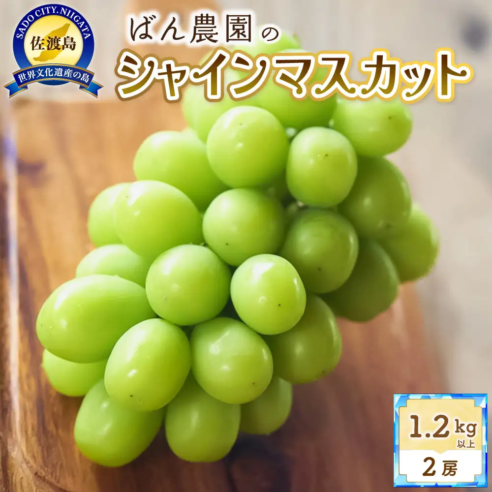 【2026年9月発送】シャインマスカット2房1.2Kg以上　佐渡島産