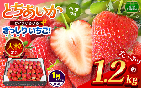 【先行予約】【栃木県共通返礼品】【1~3月発送分】ぎっしり とちあいか 大粒（サイズ不揃い） 約1.2kg | いちご とちあいか ぎっしり サイズ 不揃い 大粒 新鮮 甘い  数量 限定 美味しい 果物 共通返礼品 フルーツ デザート 栃木県 那珂川町 送料無料