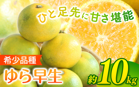 由良早生 みかん 家庭用 10kg / ゆら早生 温州みかん 極早生 甘い 家庭用 和歌山 柑橘 ※10月上旬～11月上旬順次発送 ※北海道・沖縄・離島への配送不可 【nuk003-yura-10D】 
