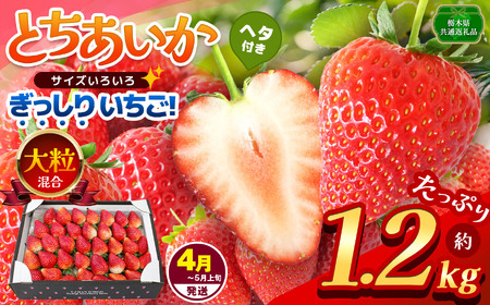 【先行予約】【栃木県共通返礼品】【4~5月発送分】ぎっしり とちあいか 大粒（サイズ不揃い） 約1.2kg | いちご とちあいか ぎっしり サイズ 不揃い 大粒 新鮮 甘い  数量 限定 美味しい 果物 共通返礼品 フルーツ デザート 栃木県 那珂川町 送料無料