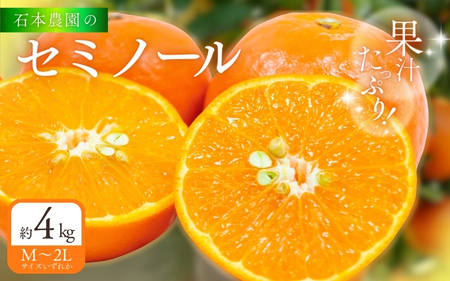 【先行予約】石本農園のセミノール Ｍ～2L いずれか 約4kg【2027年3月下旬から4月上旬までに順次発送】【mis021A】