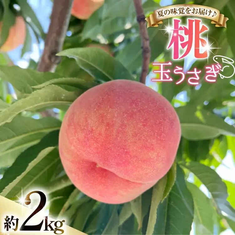 【期間限定発送】 桃 玉うさぎ 2kg [東城農園 山形県 高畠町 tk06ayt370003]