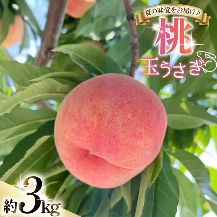 【期間限定発送】 桃 玉うさぎ 3kg [東城農園 山形県 高畠町 tk06ayt370002]