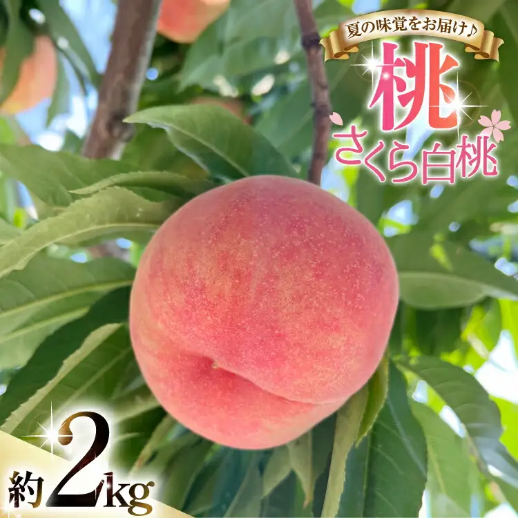 【期間限定発送】 桃 さくら 白桃 2kg [東城農園 山形県 高畠町 tk06ayt370001]