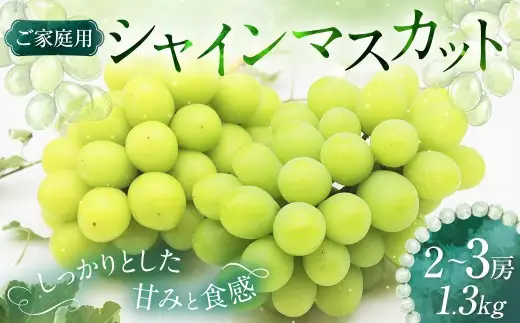 【ご家庭用】 シャインマスカット 2～3房 計約1.3kg 【2026年9月上旬～10月下旬発送予定】 ／ マスカット 葡萄 ブドウ 種無し 種なし
