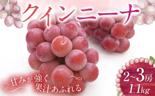 クイーンニーナ 2～3房 計約1.1kg 【2026年9月上旬～10月下旬発送予定】 ／ 葡萄 ブドウ 種無し 種なし
