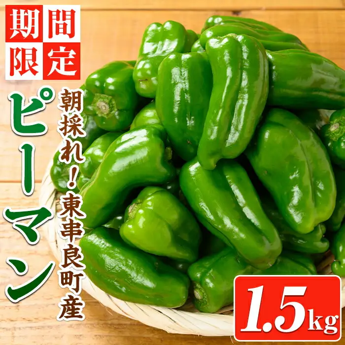【0085929a】＜期間限定＞物産館おススメ！東串良町産 朝採れピーマン(1.5kg) ピーマン 野菜 やさい ぴーまん 新鮮 常温 常温保存 【東串良物産館ルピノンの里】