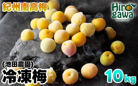 冷凍 梅 10kg 家庭用 / 南高梅 訳あり 黄梅 完熟梅 梅ジュース 梅酒 和歌山 ※7月上旬より翌年3月末まで順次発送 ※北海道・沖縄・離島への配送不可 【ikd510-c-10A】
