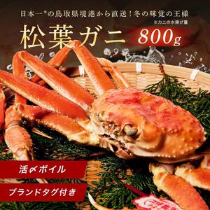 【蟹セレブ】タグ付き活〆ボイル・松葉がに（大・800ｇ前後）