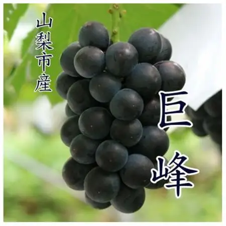 【2026年発送 】『数量限定』山梨市産種無し巨峰2房入　約1kg【配送不可地域：離島・沖縄県】【1622448】