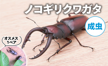 【配送期間は2026年6月下旬～8月上旬に随時配送】ノコギリクワガタ（成虫）オスメス１ペア