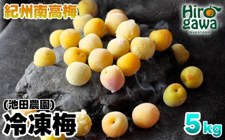 冷凍 梅 5kg 家庭用 / 南高梅 訳あり 黄梅 完熟梅 梅ジュース 梅酒 和歌山 ※7月上旬より翌年3月末まで順次発送 ※北海道・沖縄・離島への配送不可 【ikd510-c-5A】