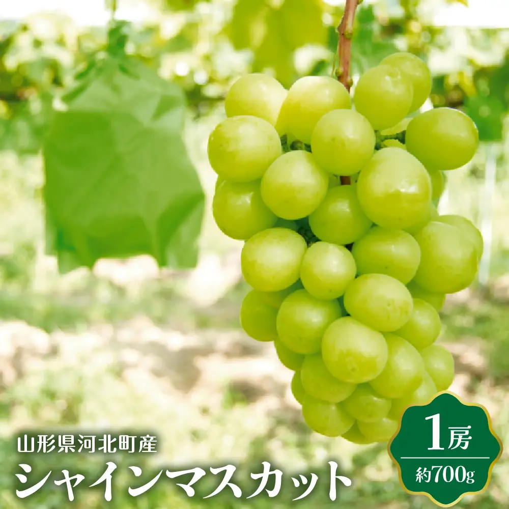 ぶどう シャインマスカット 700g 1房 令和8年産 山形 ぶどう