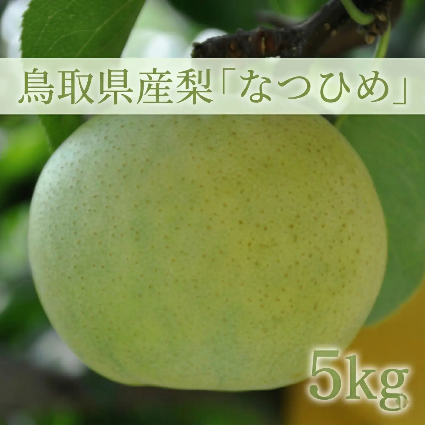 鳥取県産梨「なつひめ梨」5kg