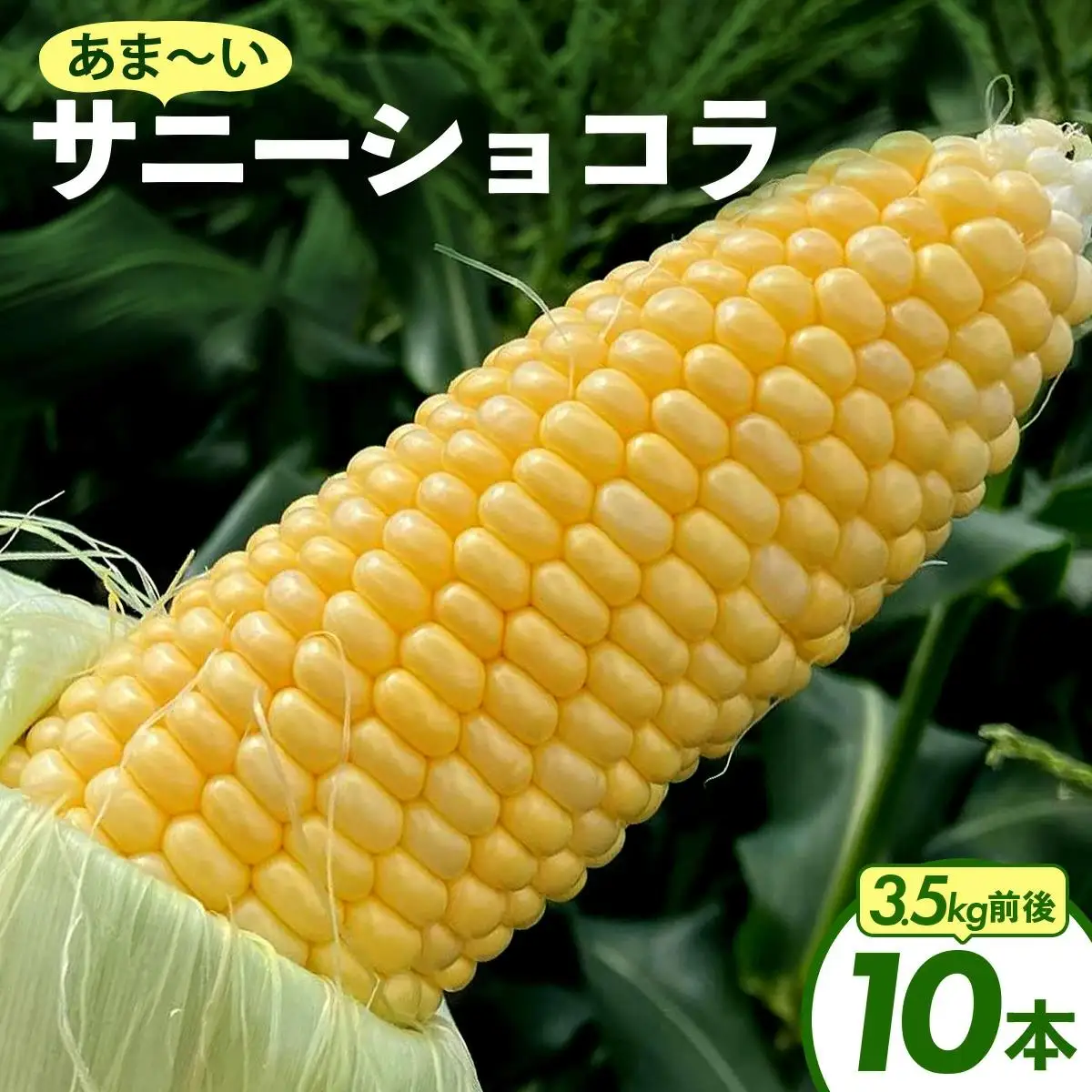 上品な甘さのトウモロコシ「サニーショコラ」(3.5kg前後/10本)　| サニーショコラ トウモロコシ 甘い コーン とうもろこし 野菜 BBQ おやつ