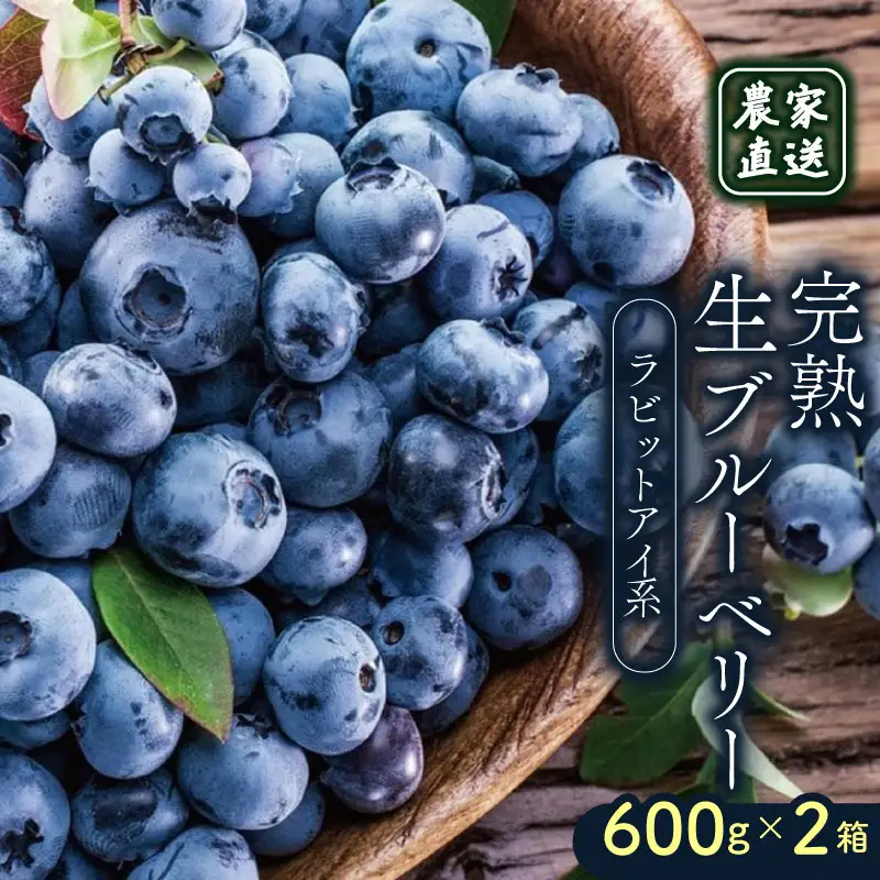 【先行予約】完熟生ブルーベリー ラビットアイ系 1200g (2026年7月～発送) | フルーツ 果物 ベリー