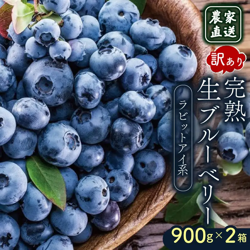 【先行予約】訳あり完熟生ブルーベリー ラビットアイ系 1800g (2026年7月～発送) | フルーツ 果物 ベリー