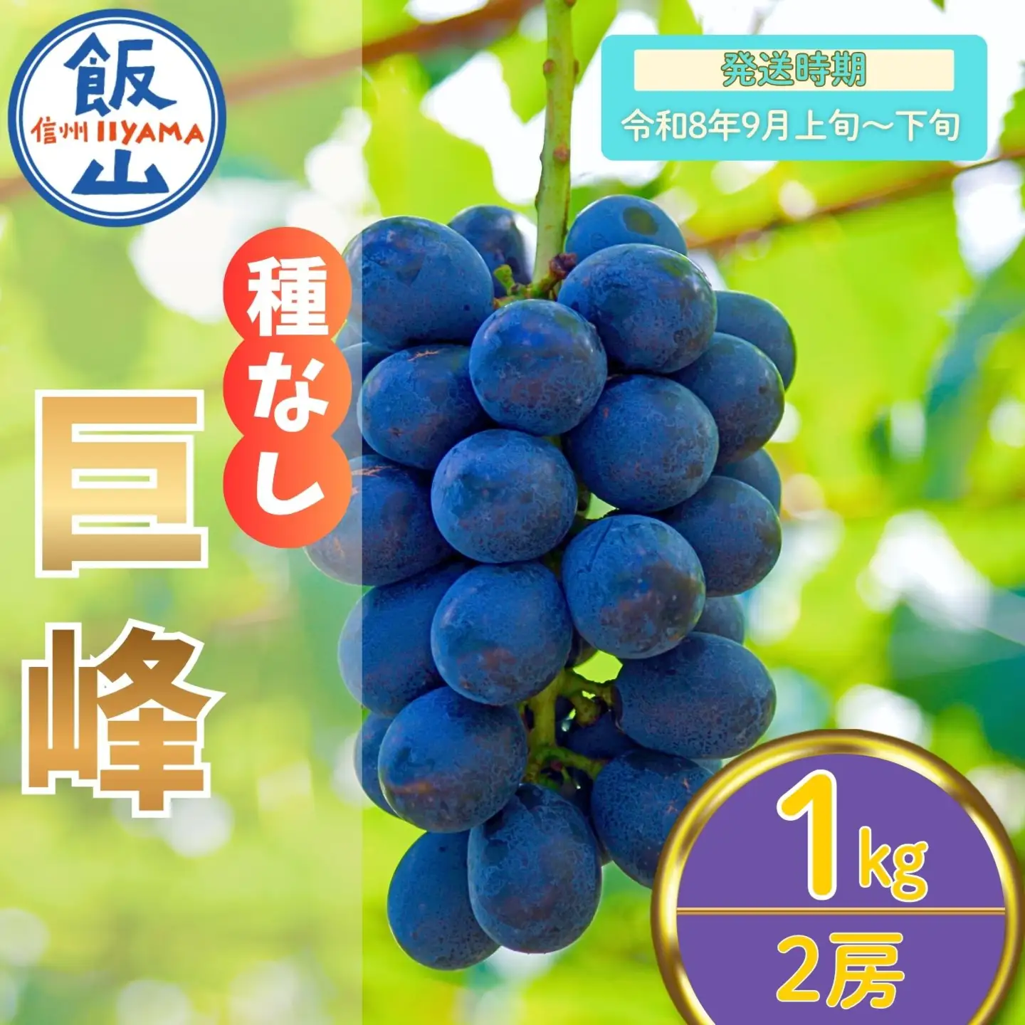 巨峰〈種なし〉 約1kg（2房）【2026年9月上旬より発送 先行予約】At-005