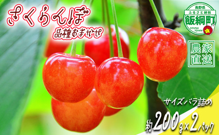 【 冷蔵便 朝採り 当日発送 】 さくらんぼ サイズ バラ詰め 200g × 2パック （ 品種おまかせ ） 配送先は本州限定 2026年6月中旬〜2026年7月上旬まで順次発送予定 サイズバラバラ チェリー サクランボ 長野県 飯綱町 [1952]