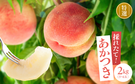 【収穫当日出荷】 長野県 飯田産 特選 完熟 桃 あかつき 約2kg【2026年7月中旬～8月下旬発送】