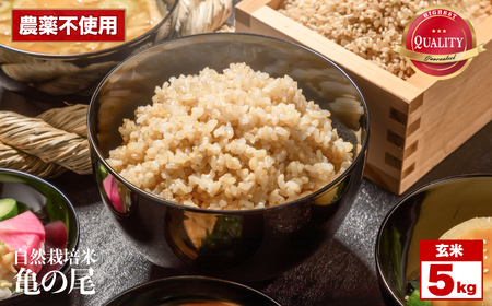 令和8年産 先行予約 自然栽培米 亀の尾 玄米 5kg くわのみ農園 | 米 自然栽培 農薬不使用 玄米 亀の尾 銘柄米 幻の米 こめ ご飯 ごはん 長野県 飯田市 信州