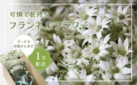 先行予約【2027年1月配送】フランネルフラワー（切り花）花束 1束（60輪）約30本 プレゼント 下呂市 岐阜県 生花 馬瀬 ネイティブフラワー【114-1【1】】