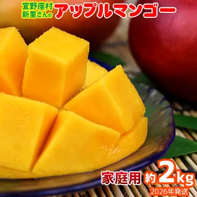 【2026年発送】宜野座村の新里守清さんのアップルマンゴー家庭用（約2kg） アーウィン 果物 甘い 夏 濃厚 ギフト Mango ランキング 完熟 お気に入り 美味しい 人気 おすすめ フルーツ 沖縄県 先行予約 食品 人気 産地直送 送料無料