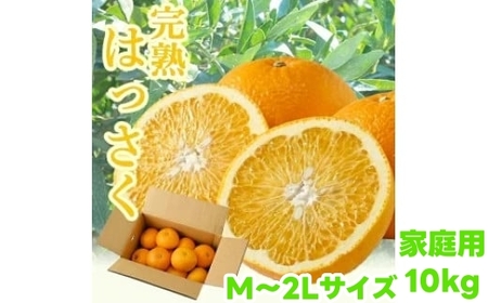 タカじいの 完熟 さつき はっさく家庭用 10kg (M～2Lサイズ) / 八朔 訳あり 和歌山 有田 柑橘 ※2027年4月上旬〜4月下旬に順次発送【krs022-c-10】