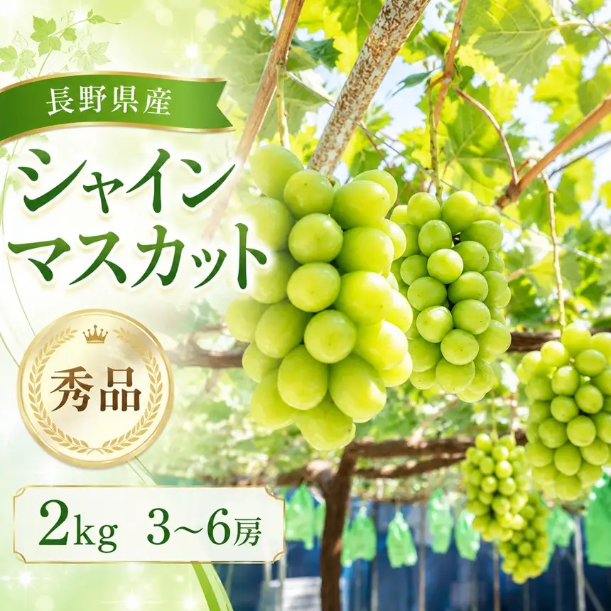南信州産 シャインマスカット 秀品 約2kg (3～6房) ＜2026年9月中旬～順次発送＞ ＪＡみなみ信州ＤＭセンター飯田市