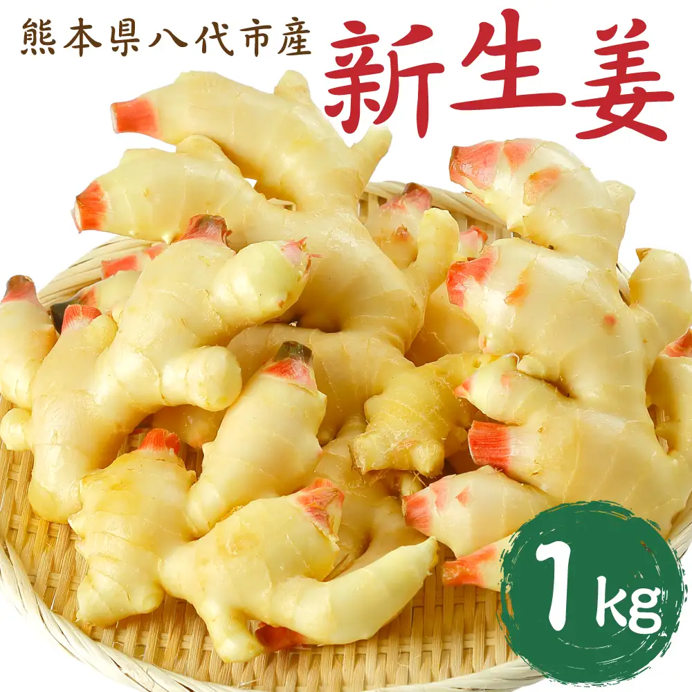 【先行予約】 熊本県八代市産 新生姜1kg 季節限定 しょうが ショウガ ガリ ジンジャー 野菜 食品 温活 冷え対策 旬 【2026年9月上旬より順次発送】